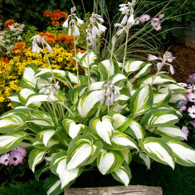 Hosta 'Enterprise'